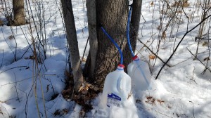maple sap spiles and jugs in the snow