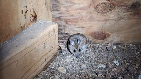Mouse hiding in a corner